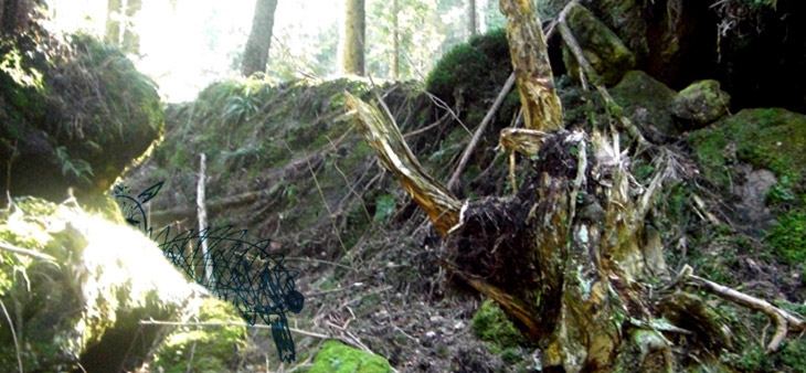 IM WALD