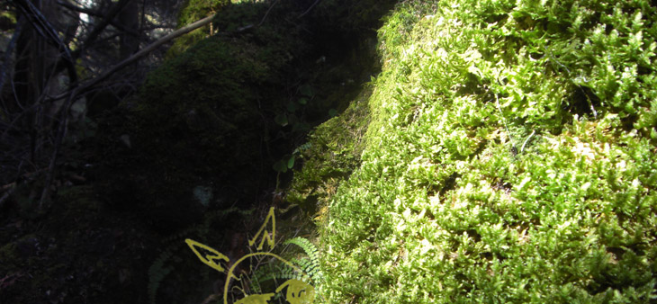 IM WALD