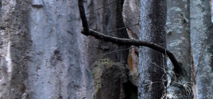 IM WALD