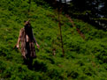 IM WALD