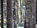 IM WALD